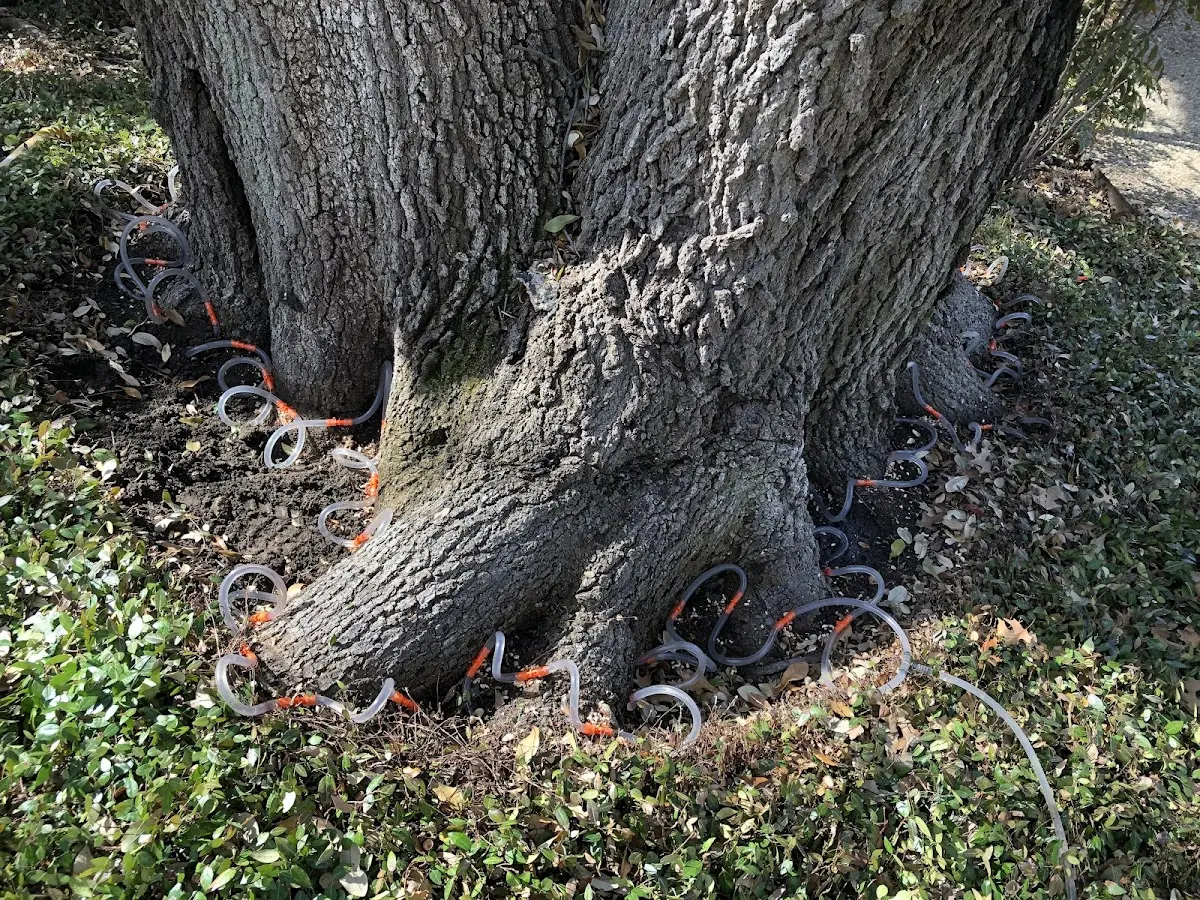 Detailed Tree Cabling and Bracing job site in Mound Valley