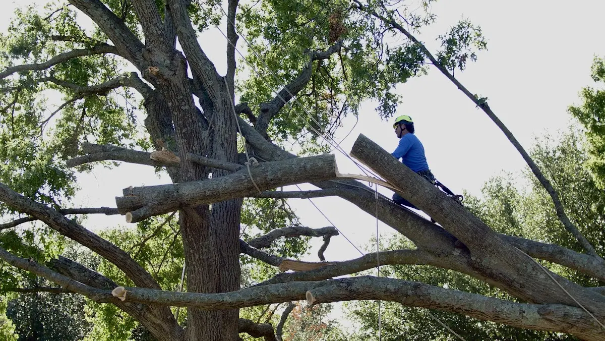 Professional Hazardous Tree Removal performed by certified arborists in Mound Valley